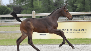 Ermitage Kalone, brother of Nikka vd Bisschop and future GP-horses! Eye Of The Breeder closes off auction season with star-studded collection!