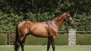 Explore the next generation of show jumping stars at the 2024 Tops International Auction