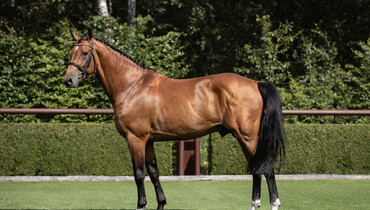 Performance spotlight: Tops International Auction