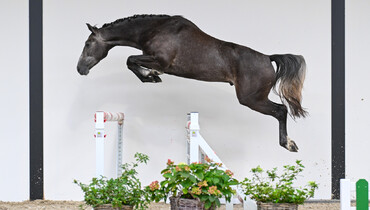 Belgian Youngsters Auction: On Saturday live with freejumping