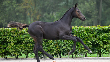 ET Auction – Foal and young horse edition