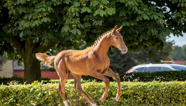 World-class showjumping foals up for grabs at the SWB Elite Foal Auction