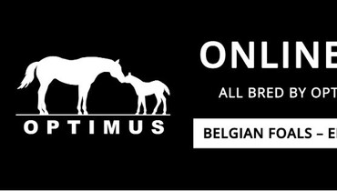 Full sister of CSI5* Grand Prix winner at the annual Optimus Auction