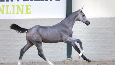Power, technique, and speed: Unique bloodlines in Paardenveilingonline's latest foal collection
