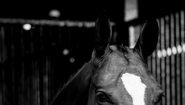 Wellington International: Supporting our equestrian community in times of need