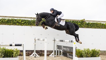 Youhorse.auction with 120 horses closing on 5th & 6th of November