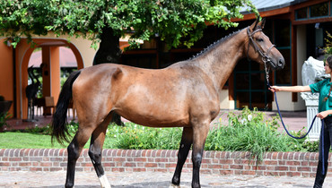 Scuderie del Garda Auction from Nov 9th until Nov 11th!