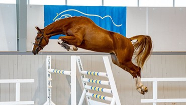 Swedish Select Horse Sales: Discover future showjumping stars at the 20th Edition Online Auction!
