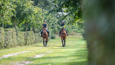 Overijssel, Netherlands: Stable block & apartment for rent in professional facility