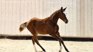 Top Genetic Reverdy Auction on Equinia.com: 1 & 2 December!