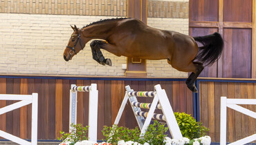Trigon Auctions wraps up the year with 15 elite prospects