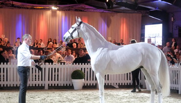 Top horses for top riders at Holger Hetzel's 19th International Sport Horse Sales