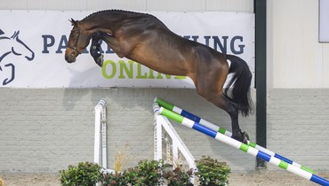 Discover the next generation of show jumpers: The final auction of Paardenveilingonline