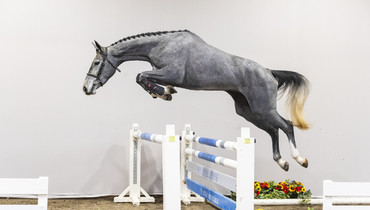 Stal Hendrix proudly presents fifth edition of HX Auctions