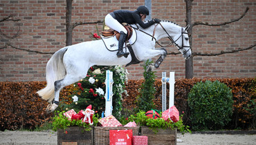 Deck the Stalls: Exceptional horses and embryos await at SLF Horse Auctions this December