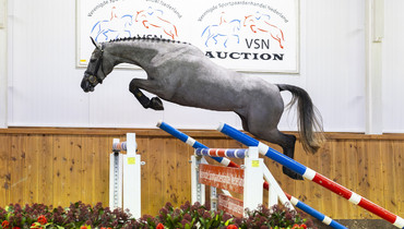 VSN Horses Auction: Young jumpers selected by professionals!