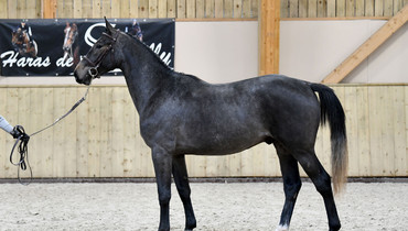 Haras de Semilly auction: A stunning selection of young horses