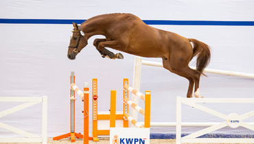 Strong pedigrees represent KWPN Select Sale
