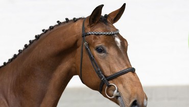 Premium broodmares, promising young horses, and exclusive embryos at Paardenveilingonline
