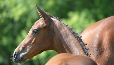 Advertisement; Foal Auction 111 and Stal Theeuwes welcomes everyone 29th August