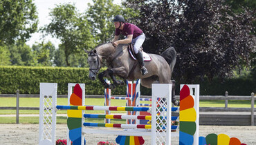 Advertisement; The Collection for the Dutch Sport Horse Sales is online