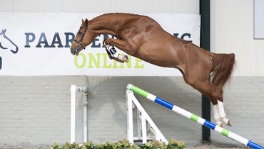 From young talent to sport horse – Unique opportunities at Paardenveilingonline