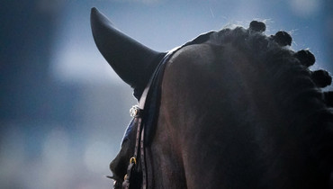 Proposed modifications to the FEI Veterinary Regulations for 2026 published