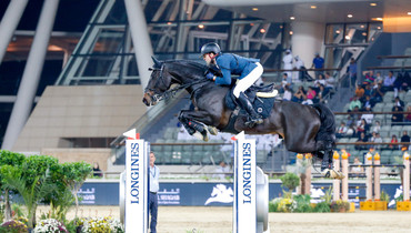 Why Chadino is one of the best showjumping sires in the world
