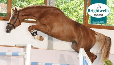 Advertisement; Brightwells Elite August Auction 21st & 22nd August