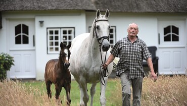 Advertisement; International Show Jumping Careers Begin in Holstein