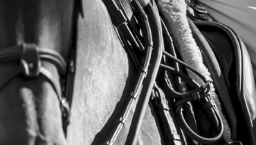 FEI to host Jumping Stakeholders Forum on tack, equipment and their future regulation at FEI-sanctioned events