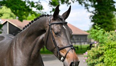Last chance this spring: Top collection of young showjumpers at Paardenveilingonline