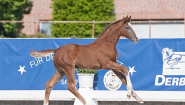 Holsteiner Foal Auction Sale at the Hamburg Derby: In the footsteps of Livius, Collin and Co.