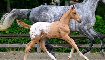 Olympic mare and 35 foals in Saturday’s Flanders Foal Auction
