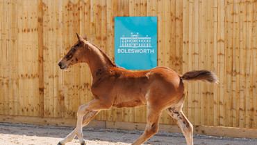 Bolesworth Elite Auction 2025 – Collection now live!