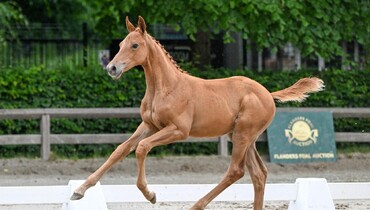 Tonight: Flanders Foal Auction’s excitement at Peelbergen