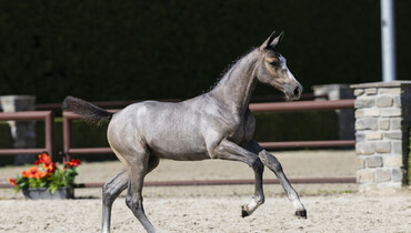 15 foals in the first Trigon Foal Auction of 2025