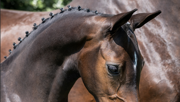Unique showjumping foal collection now online at Paardenveilingonline