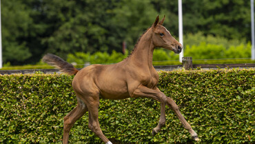 More than a century of expertise on show in the De Wolden Summer Sale Foal Collection