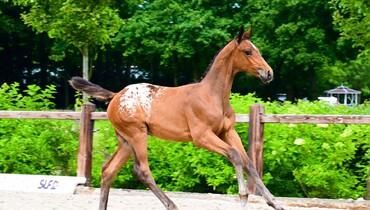 SLF Summer Auction presents talented foals, youngsters, & ridden horses on July 21, 22 & 23