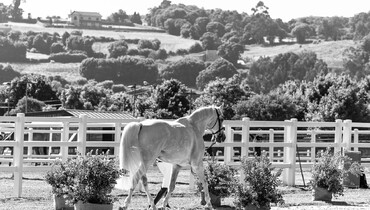 The horses and riders for CSI4* Casas Novas 2026