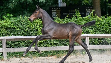 All eyes on Germany: Flanders Foal Auction raises the bar