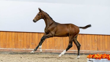The stellar collection of the Baborówko Foal Auction 2025