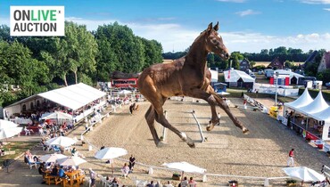 Westphalian OnLive auction for jumping foals during the Westphalian Week 2025
