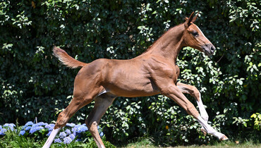 Independent analysis confirms: No other auction delivers as many top-level sport horses as Belgian Foal Auction!