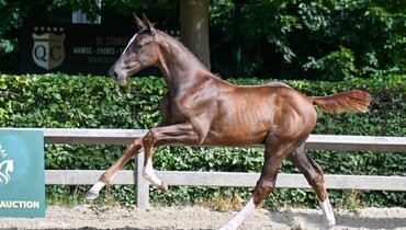 Flanders Foal Auction: Top embryos, a World Championship mare and exceptional foals