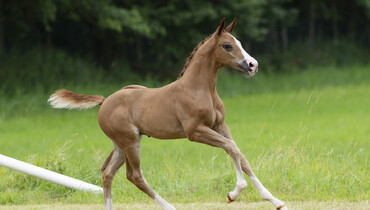 StuDutch Auction: Chacco-Blue, United Touch, Explosion W, Dubai du Cedre…