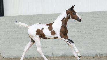 Future showjumping champions under the virtual hammer at Paardenveilingonline