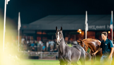 World-class genetics go under the hammer: Eleven elite foals to captivate a global audience at Brussels Stephex Masters