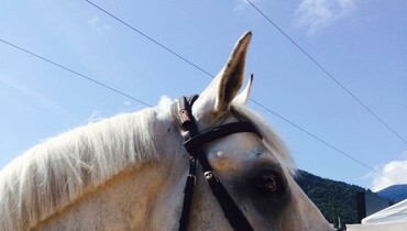 New horse for Bertram Allen